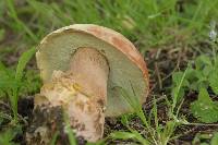 Boletus subcaerulescens image