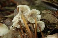 Mycena inclinata image