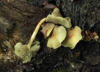 Hypholoma fasciculare image