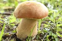 Boletus subcaerulescens image