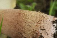 Boletus subcaerulescens image