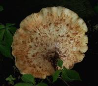 Polyporus squamosus image