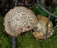 Polyporus squamosus image