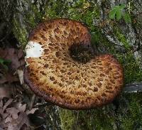 Polyporus squamosus image