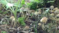 Coprinellus micaceus image