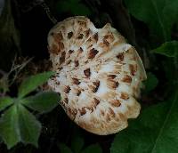 Polyporus squamosus image