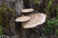 Polyporus squamosus image