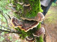 Trametes versicolor image