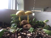 Leucocoprinus birnbaumii image