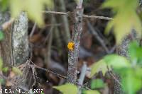 Tremella mesenterica image