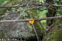 Tremella mesenterica image