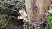 Polyporus squamosus image