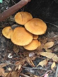 Flammulina velutipes image