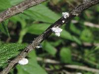 Schizophyllum commune image