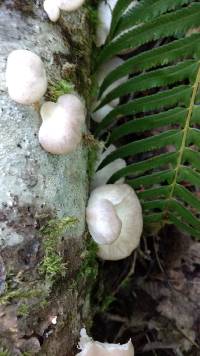 Pleurotus pulmonarius image