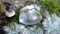 Pleurotus pulmonarius image