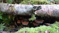 Ganoderma applanatum image