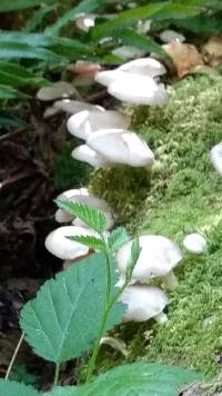 Pleurotus pulmonarius image