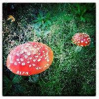 Amanita muscaria image