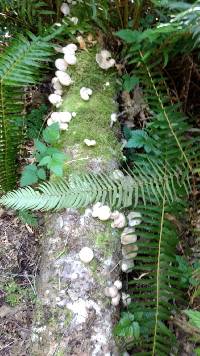 Pleurotus pulmonarius image