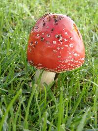 Amanita muscaria image
