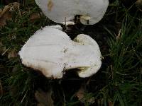 Amanita phalloides image