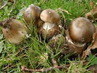 Amanita phalloides image