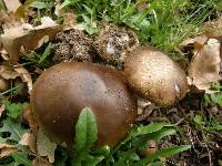 Amanita phalloides image