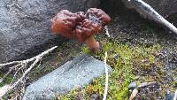 Gyromitra esculenta image