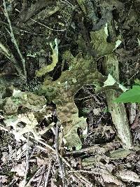 Lobaria pulmonaria image