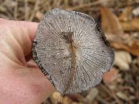 Coprinopsis lagopus image