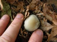 Psilocybe weraroa image