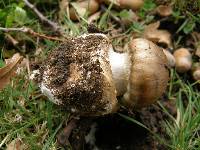 Amanita phalloides image