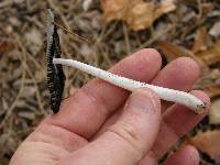 Coprinopsis lagopus image