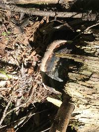 Fomitopsis pinicola image