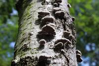 Schizophyllum commune image