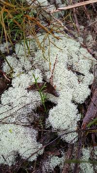 Cladonia confusa image