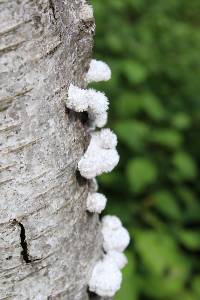 Schizophyllum commune image