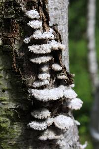 Schizophyllum commune image