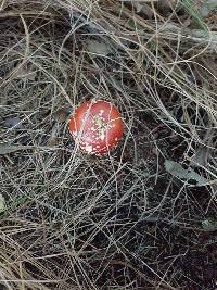 Amanita muscaria image