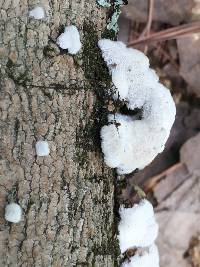 Schizophyllum commune image