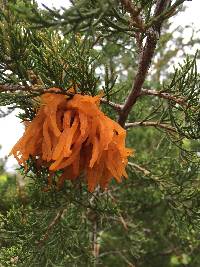 Gymnosporangium juniperi-virginianae image