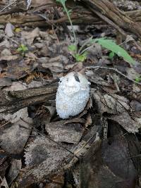 Coprinus comatus image