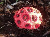 Clathrus crispus image