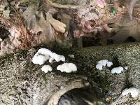 Schizophyllum commune image