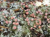 Dibaeis baeomyces image