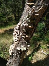 Trametes versicolor image