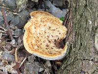 Polyporus squamosus image