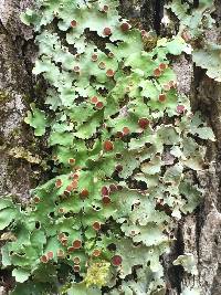 Lobaria quercizans image