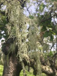 Ramalina menziesii image